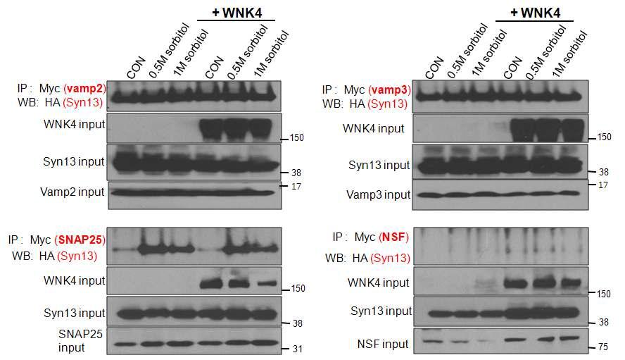 WNK4가 미치는 Syntaxin13의 SNARE 기능 측정.