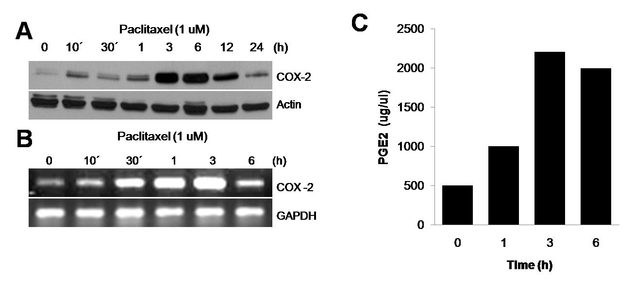 Paclitaxel은 토끼 관절연골 세포에서 COX-2의 발현과 PGE2의 생성을 유도한다.