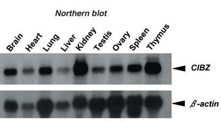 CIBZ (ZBTB38 in mouse) mRNA 발현 (Sasai et al., 2005)