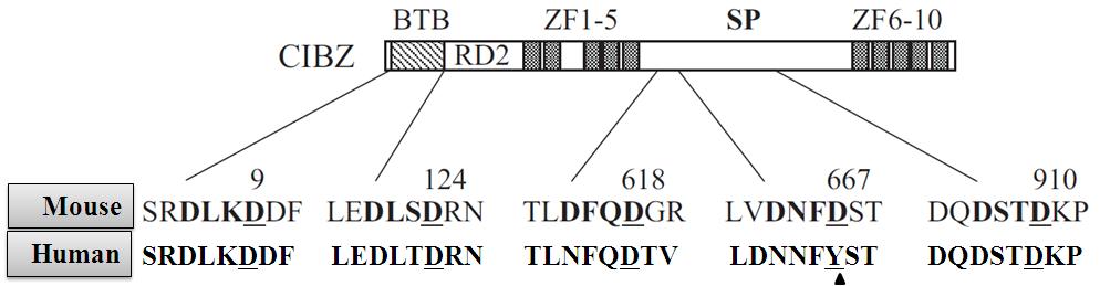 마우스의 CIBZ와 사람의 ZBTB38 간의 Caspase 3 절단 부위 서열 비교.