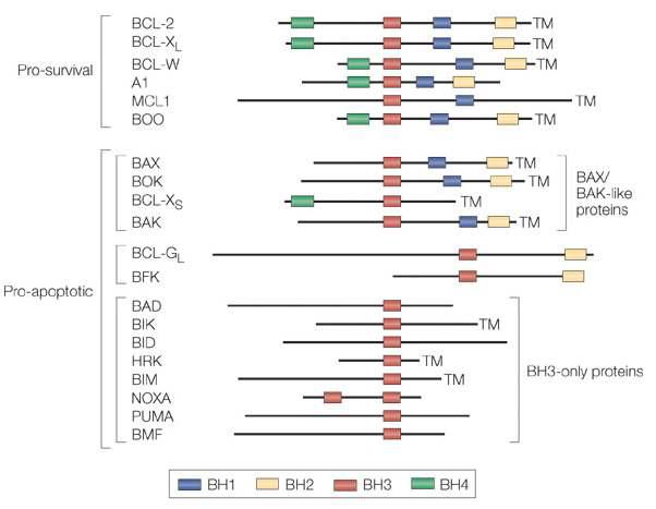 BCL2 family와 단백질 도메인 구조 (Strasser, 2005)