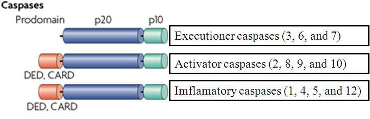 Caspase family and the functional category (Degterev and Yuan, 2008)