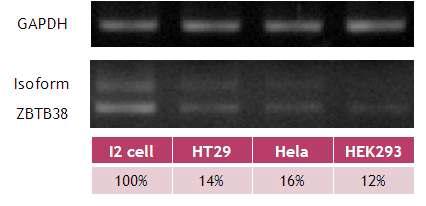 ZBTB38의 RT PCR의 결과