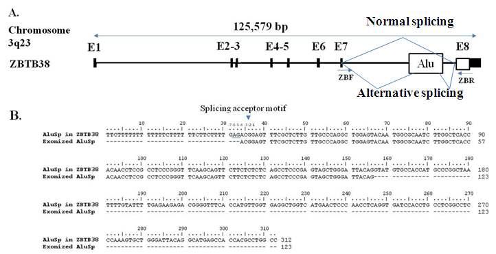 Alternative splicing의 개략도 (A), Genome alignment of inserted sequence (B)