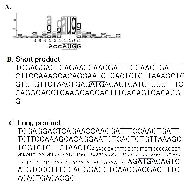 Kozak consensus sequence (A), Translation start site of 142bp product (short product) (B), of 256bp product (long product) (C)