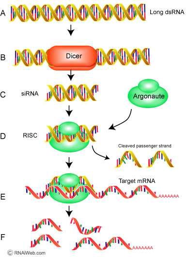 siRNA에 의한 Target mRNA의 분해 (Grimm and Kay, 2007)