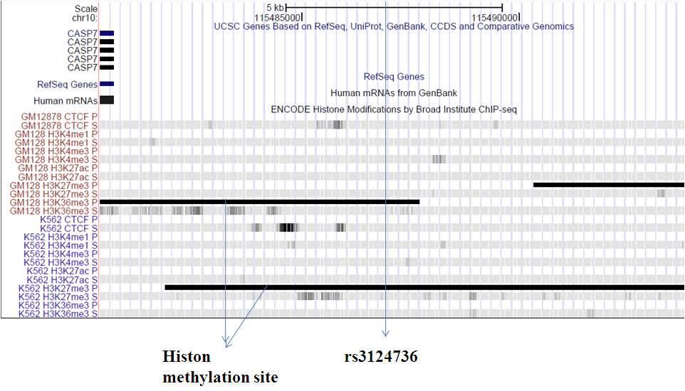 rs3124736 주위의 게놈구조와 histon methylation site