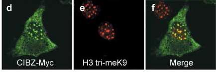 CIBZ (ZBTB38)과 H3 (히스톤 단백질)이 세포내에서 같은 위치에 존재하는 것을 보여준다