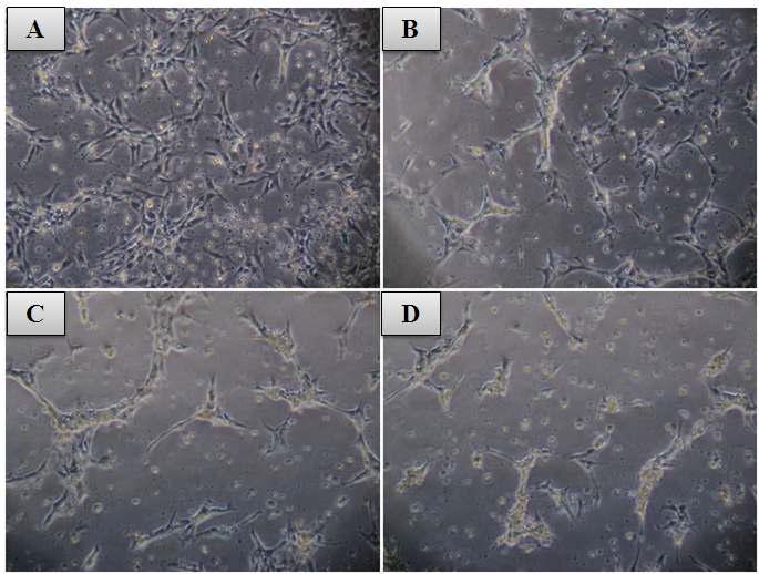 Actinomycin D처리 12h 후 I2 cell의 세포 사멸 유도결과.