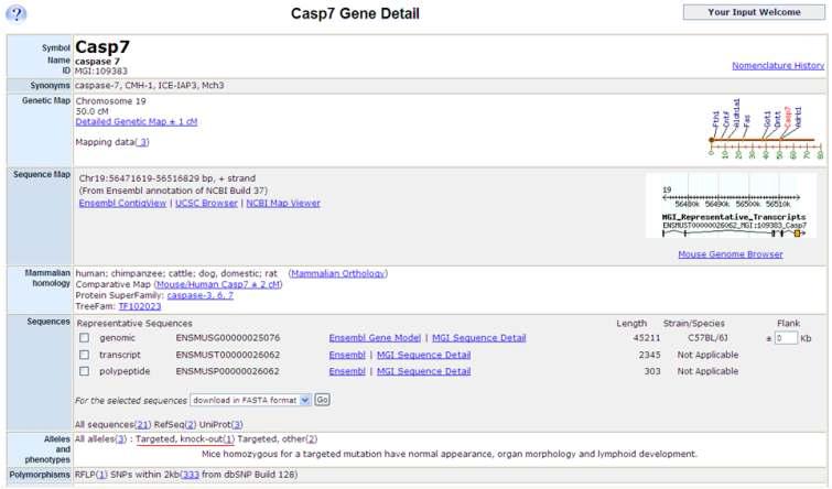 MGI database에서 Caspase 7 유전자에 대한 정보 검색 결과