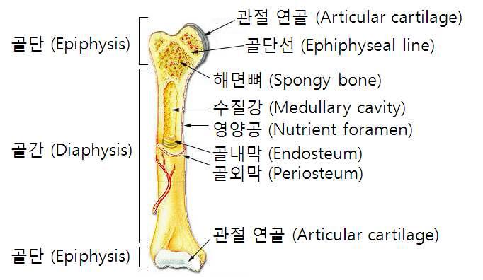 장골의 구조.