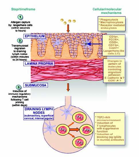 점막면역반응의 모식도. 항원이 투여되면 epithelium에 있는 수지상세포의 일종인 langerhans' cell이 항원을 lamina propria로 수송하게 되며, submucosa를 통하여 draining lymph node로 이 동하게 되어짊. 이 때 draining lymph node에 있는 naive T 림프구를 자극하여 면역 반응이 시작됨.