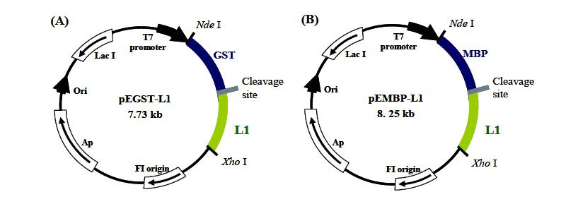 E. coli 내에서 HPV16 L1 단백질을 발현시키기 위한 플라스미드 구조. HPV16 L1을 발현 시키기 위해 fusion partner를 GST (A)와 MBP (B)를 사용하여 각각 두 가지의 다른 플라 스미드를 구축.