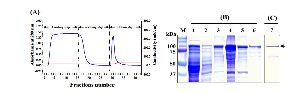 MBP 크로마토그래피 분석방법을 이용하여 E. coli 내에서 HPV16 L1 항원단백질 분리 정 제 (A). 각 분리정제 단계에서 나온 산물들을 SDS-PAGE (B)와 western blot (C)으로 분 석. M, 분자량 마커; lane 1, 활성을 지닌 단백질 모음; lane 2, washing 단계, lane 3-6, elution 단계.