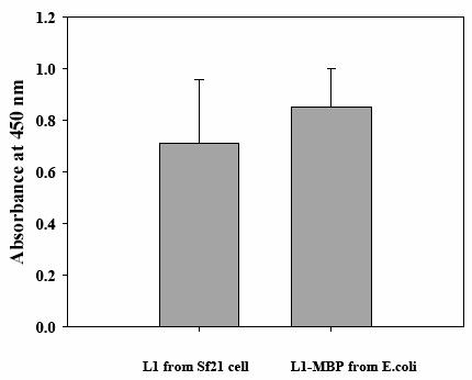 E. coli 내에서 발현, 분리정제한 HPV16 L1 단백질의 항체와의 결합력 측정.