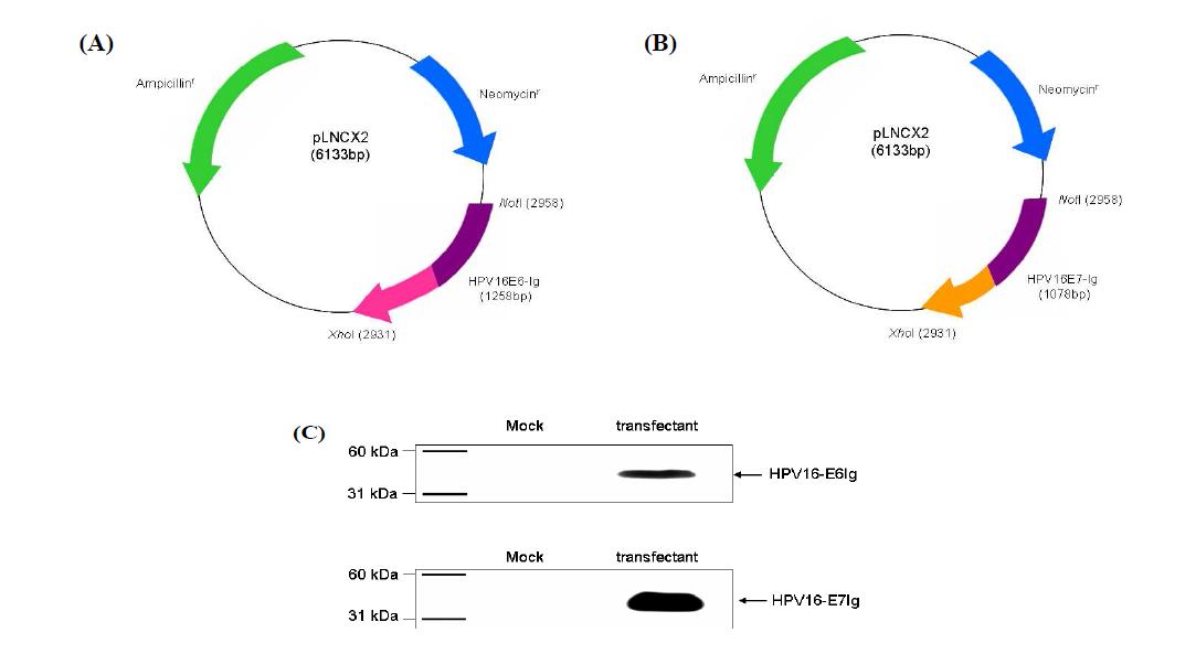 HPV 16형 E6 fusion Ig와 HPV 16형 E7 fusion Ig의 CHO 세포내에서의 생산. (A) HPV 16형 E6 fusion Ig 생산을 위한 retroviral vector 구축, (B) HPV 16형 E7 fusion Ig 생산 을 위한 retroviral vector 구축, (C) Western blot analysis로 CHO 세로에서의 fusion 단백 질 발현 검증.