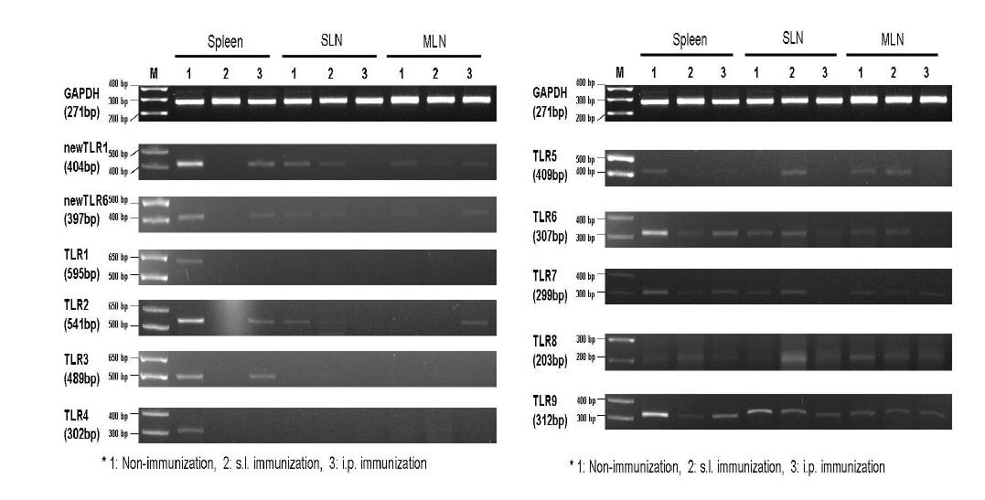 특정항원을 설하와 복강 내로 투여시 비장(spleen), 설하 림프절(sublingual lymph node; SLN), mesenteric lymph node (MLN)에서 분리한 수지상세포의 toll-like receptor들, cell adhesion molecule, chemokine receptor들의 발현 양상 비교.