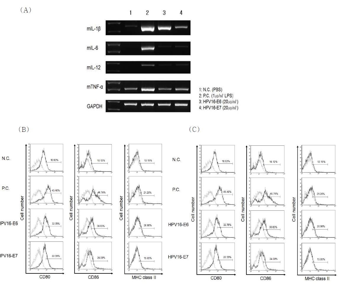 정제한 HPV 16형 E6과 E7 fusion Ig 단백질을 수지상 세포에 처리 시 변화하는 설하 면 역계 수지상 세포의 표현형 고찰. (A) 수지상 세포 분비 주요 proinflammatory cytokine 의 발현양을 RT-PCR로 고찰. (B) 수지상 세포 발현 주요 co-stimulatory molecule인 CD80과 CD86과 MHC class II의 발현 양상을 유세포분석기로 분석하여 percentage로 나 타냄. (C) 수지상 세포 발현 주요 co-stimulatory molecule인 CD80과 CD86과 MHC class II의 발현 양상을 유세포분석기로 분석하여 MFI (mean fluorescence intensity) 로 나타냄. N.C., negative control (PBS); P.C., positive control (1 μg/ml LPS); HPV-16-E6, HPV-16-E6 fusion Ig (20 μg/ml); HPV-16-E7, HPV-16-E7 fusion Ig (20 μg/ml).