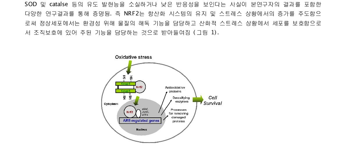 세포내 Keap1-NRF2 경로의 활성화 및 세포 생존능의 증가