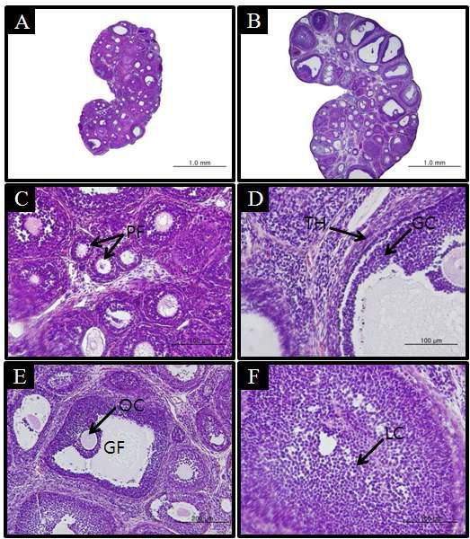 Microphotographs of ovaries from controls and GS-treated animals