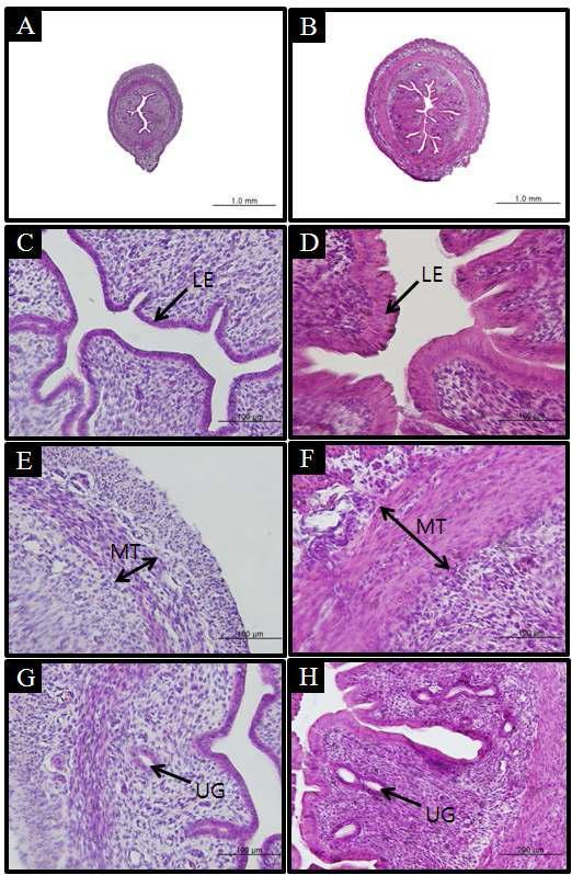 Microphotographs of uteri from controls and GS-treated animals