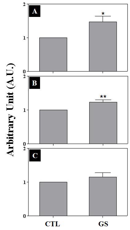 Effects of GS icv infusion on the expression of EAP-1, GAD67, and NOS-2 in the rat hypothalami