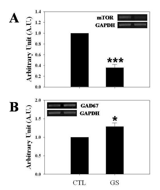 Effects of GS ICV infusion on the expression of mTOR and GAD67 in the immature rat hypothalami