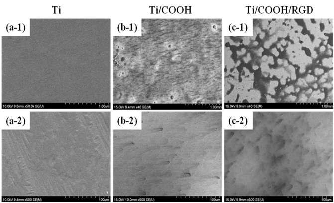 SEM images of (a) Ti, (b) Ti/COOH and (c) Ti/COOH/RGD surface.