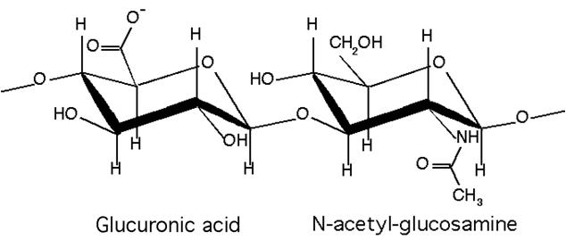 Molecular structure of hyaluronic acid (HA).
