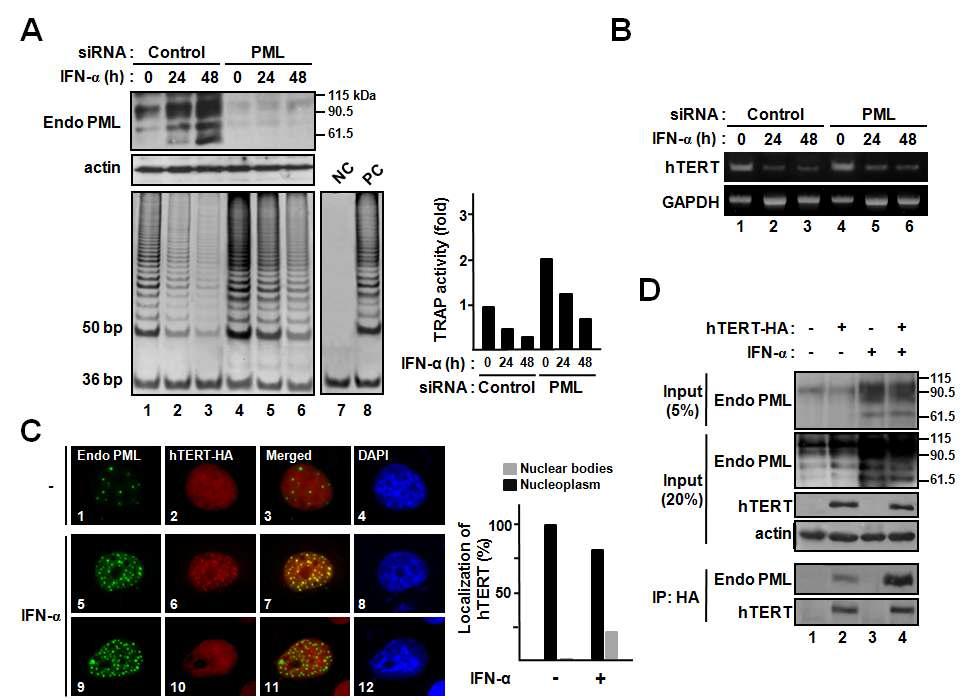 PML induced by IFN-α suppresses intrinsic telomerase activities in H1299 cells.