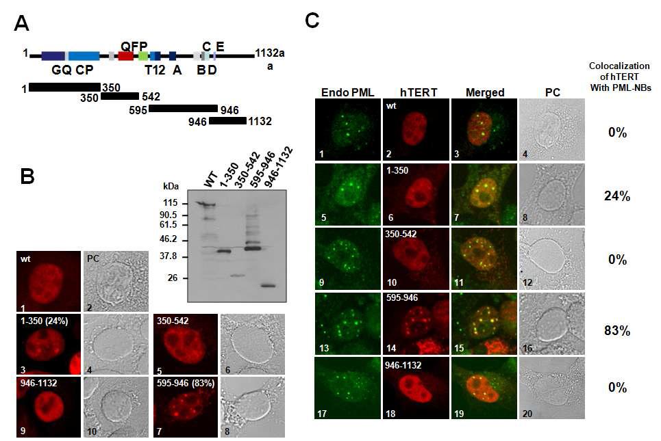 Deletion fragments of hTERT localize to the nucleoplasm in speckles.