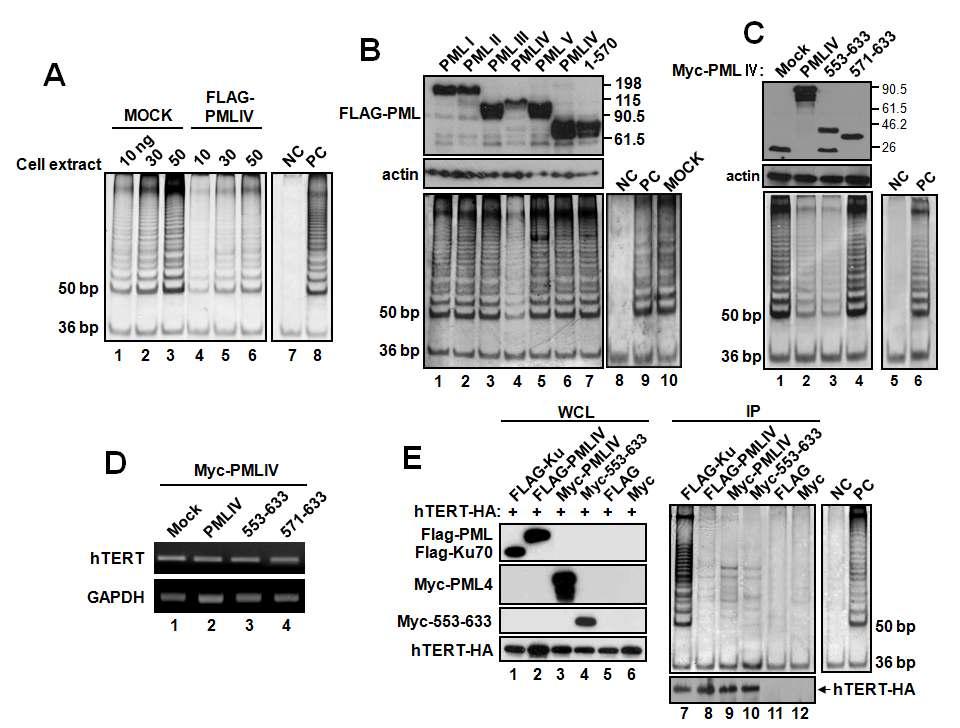 PMLIV negatively regulates telomerase activity in H1299 cells.