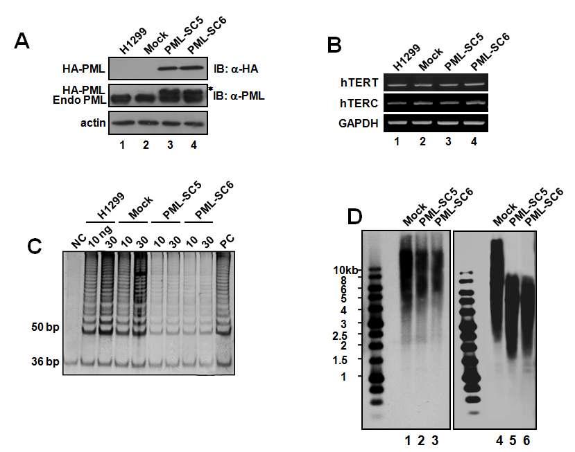 H1299 stable cell lines overexpressing PMLIV suppress hTERT activity.