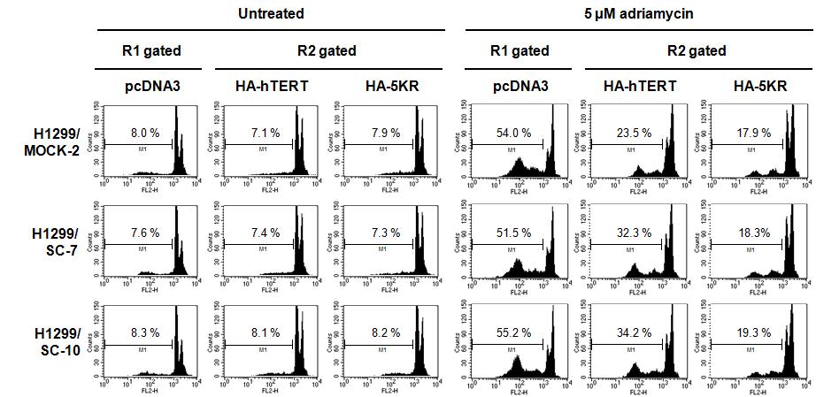 Expression of hTERT enhances protective effects against cell death.