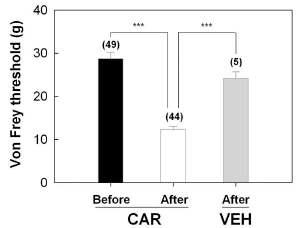 국소적 Carrageenan-주입 백서에서의 hindpaw von Frey mechanical threshold 하강현상. Filled bars: carrageenan (6 mg/ 100 ul saline) 투여 전, Open bars: carrageenan 투여 후 3시간 후, Gray bars: saline (100 ul) 투여 후 3시간 후의 von Frey threshold 평균 (괄호: test 개체 수).