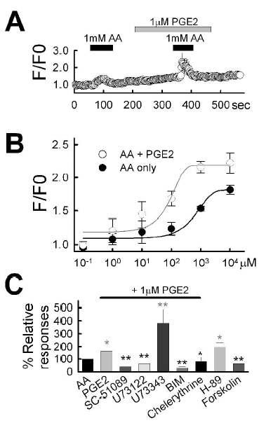 PGE2에 의한 배양한 감각신경세포에서의 TRPA1 acetaldehyde 반응의 항진 효과. Fluo-3 calcium imaging 방법을 통하여 반응을 측정함. (A) 1 uM PGE2 incubation에 의하여 1 mM acetaldehyde 반응이 항진됨(n=8, 110.7±3.7% increase P<0.005). (B)Acetaldehyde 단독 투여시의 Dose-response curves (Kd: 740.2 M anesn: 1.8) 보다 1uM PGE2Doacetaldehyde 병용 투여시 (Kd: 90.6 M anesn: 2.1) curveA)left sM ft하였으며 ervicacy도. ( 함 (acetaldehyde 단독투여:sn=12-26; acetaldehyde+PGE2:n=6-45)M P)MI=1racellu핬였으 signaling modu핬였tor들의 PGE2 항진 효과에 미치는 영향. 10u M SC-51089 (n=6ciu3 uM U73122 (n=5ciu1 uM bisindolmaleimide (BIM, n=7) 1 uM chelerythrine (n=11) ( 유의성있게 PGE2 항진효과를 억제하였으며iu3 uM U73343 (n=5c 및 10 uM H-89 (n=14)는 실패하였음. 10uM forskolin (n=20)은 PGE2 항진효과를 재현하지 못함.