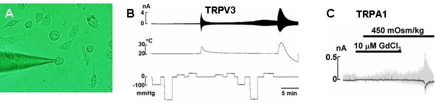 DPR인 각종 TRP channel의 반응성 검정의 예. (A) Patch clamp 기록전극이 CHO-K1 cell 표면에 부착된 모습(X400). (B-C) 규격화된 기계자극 method를 통하여 각종 TRP channel에 자극을 적용한 예. (B) TRPV3에 온도 자극 (중앙 trace)과 pressure 자극 (하단 trace)를 번갈아 주었을 때 TRPV3의 전류 반응 기록 (상단 trace). 3종 기록을 실시간으로 시행할 수 있음. 전 cell membrane에 적용되는 +/- pressure를 제한 없이 조절할 수 있음을 확인. (C) TRPA1의 anisotonicity에 반응을 보이는 사례.