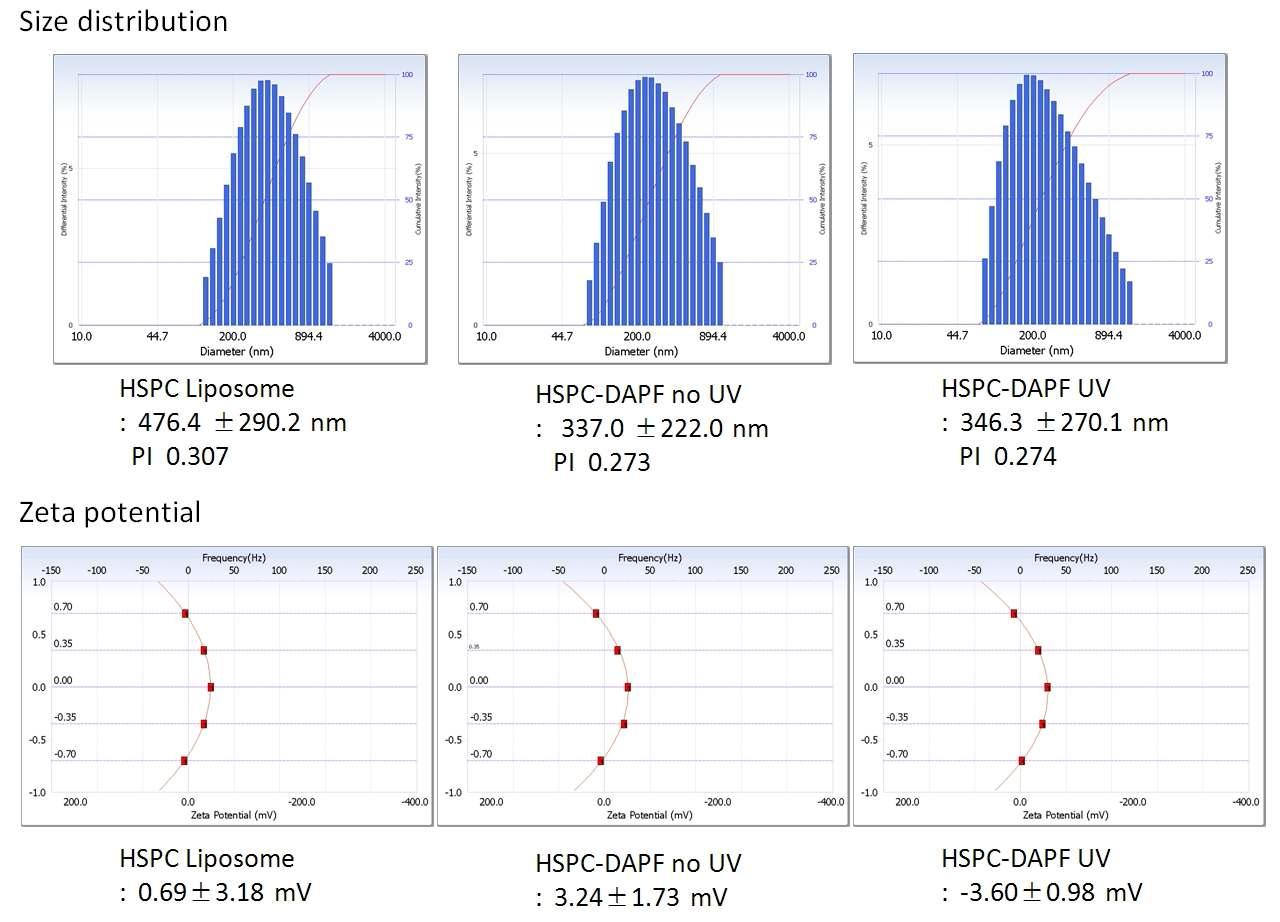DAPF 처리 전/후, UV가교 전/후 liposome의 Size distribution과 Zeta potential 측정값