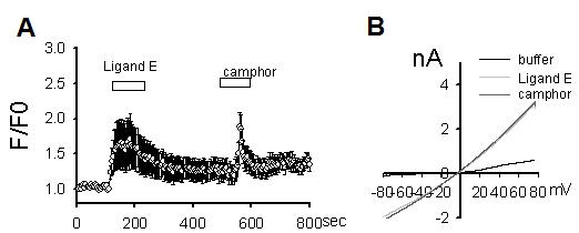 Ligand E에 의한 TRPV3의 activation. TRPV3 transiently-transfected HEK293T cell을 사용함. (A) Fluo-3 Calcium imaging 방법으로 screening을 시행한 결과, TRPV3의 기존 유일한 specific agonist인 camphor의 4 mM 투여에 의한 activation 효과와 비등한 효과를 1 uM에서 나타냄. 자극을 받지 않은 cell 상태의 basal Calcium level을 1로 표기하였으며 agonist에 의하여 증가되는 intracellular Calcium fluorescence의 정도가 fold increase로 표기됨. (B) Ligand E의 효과를 whole cell voltage clamp electrophysiology 방법으로 검정한 결과. 반응성을 current-voltage relationship curve로 표기함. 기존 TRPV3 specific agonist인 camphor의 투여에 의한 TRPV3의 outwardly rectifying current response와 동일 형상의 outwardly rectifying current response가 1 uM의 Ligand E 투여에 의하여 발생되었음.