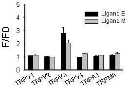 Ligand E와 Ligand M의 sDPR specificity. 각 sDPR (TRPV1, TRPV2, TRPV3, TRPV4, TRPA1, TRM8)를 단독으로 transfection하여 expression시킨 transiently tranfected HEK293T cell을 제작하여 본 실험에 사용함. Ligand E와 Ligand M의 receptor specificity를 검정하기 위하여 Fluo-3 Calcium imaging 방법을 사용함. 그 결과 여타 sDPR에는 전혀 효과를 나타내지 않고 (basal level=1), TRPV3에만 유일하게 activation 효과를 나타내는 강력한 specificity가 관찰됨.