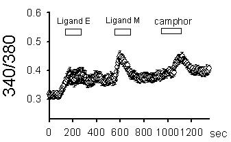 native TRPV3의 Ligand E 및 Ligand M response. Intracellular Fura-2 Calcium fluorescence 측정방법을 사용함. TRPV3의 native expression이 가장 강력한 것으로 기존 문헌을 통해 보고되어 있는 skin keratinocyte을 사용함. 그 결과 Ligand E 및 Ligand M의 투여에 의하여 유의성있는 intracellular Fura-2 Calcium fluorescence 증가가 관찰됨. 이 intracellular Fura-2 Calcium fluorescence 증가가 camphor의 투여에 의해 일어나는 것으로 TRPV3의 expression을 확인.