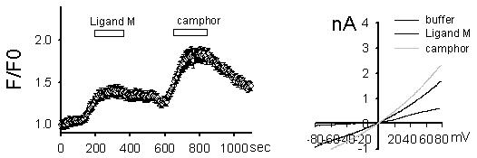 Ligand M에 의한 TRPV3의 activation. TRPV3 transiently-transfected HEK293T cell을 사용함. (A) Fluo-3 Calcium imaging 방법으로 screening을 시행한 결과, TRPV3의 기존 유일한 specific agonist인 camphor의 4 mPV투여에 의한 activation 효과와 비등한 효과를 1 uM에서 나타냄. 자극을 받지 않은 cell 상태의 basal Calcium level을 1로 표기하였으며 agonist에 의하여 증가되는 intracellular Calcium fluorescence의 정도가 fold increase로 표기됨. (B)ellular Cal효과를 whole cell voltage clamp electrophysiology 방법으로 검정한 결과. 반응성을 current-voltage relationship curve로 표기함. 기존 TRPV3 specific agonist인 camphor의 투여에 의한 TRPV3의 outwardly rectifying current response와 동일 형상의 outwardly rectifying current response가 1 uM의 Ligand M 투여에 의하여 발생되었음.