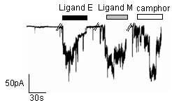 TRPV3-transiently transfected HEK293T cell의 inside-out voltage clamp 결과. Ligand E 및 Ligand M이 camphor와 마찬가지로 TRPV3를 activation하였으며, gan 세포내 biochemical signaling을 통하지 않고 TRPV3에 direct ligand binding을 통하여 TRPV3를 activation함을 알 수 있음.