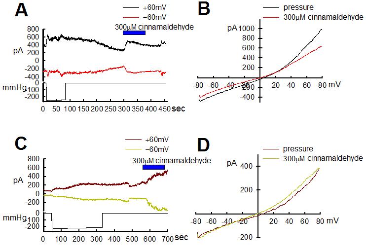 TRPA1의 in vitro pressure-induced current response: mTRPA1-expressing CHO-K1 cell에서 발생한 current를 whole cell patch clamp electrophysiology method를 이용하여 측정함. (A, C) 200 mmHg의 pressure stimulation에 의하여 TRPA1-mediated current가 발생하였음. (B-D) A와 C로부터 획득한 current response의 current-voltage relationship 작성 결과. cinnamaldehyde에 의하여 발생된 TRPA1-mediated current와 유사한 outward-recetifcation하는 현상을 지닌 current profile이 pressure-induced TRPA1-mediated current에서도 관찰됨.