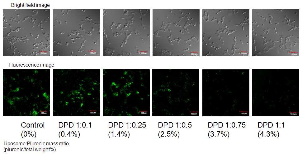 Lipid conjugated pluronic의 적용량에 따른 리포좀의 cellular uptake