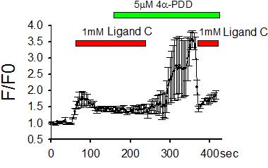 Ligand C의 TRPV4 활성 억제 효과: Fura-2 Calcium imaging으로 TRPV4의 활성화에 의해 Calcium ion이 세포내로 유입되어 발생하는 intracellular Calcium level 증가를 관찰함. 4aPDD에 의해 intracellular Calcium이 증가하였으며, Ligand C를 투여하는 경우, 이러한 현상이 억제됨.