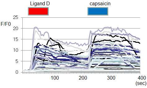 Ligand D의 TRPV1 활성화 효과: Fluo-3 Calcium imaging으로 TRPV1의 활성화에 의해 Calcium ion이 세포내로 유입되어 발생하는 intracellular Calcium level 증가를 관찰함. capsaicin과 Ligand D에 의해 유사한 intracellular Calcium이 증가가 관찰됨 (개별 cell의 측정치를 겹쳐서 표기).