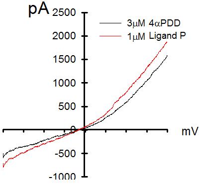 Ligand P에 의한 TRPV4 activation: rTRPV4-expressing CHO-K1 cell에서 발생한 current를 whole cell patch clamp electrophysiology method를 이용하여 측정함. Ligand P와 4aPDD 각각의 투여에 의해 강력한 TRPV4-mediated current가 발생하였음. 각각의 current-voltage relationship 작성 결과, 공히 outward-recetifcation하는 현상을 지닌 current profile이 관찰됨.