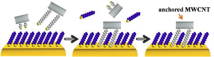 Thiol 자기조립박막에 dithiolate CNT의 선택적 결합의 모식도