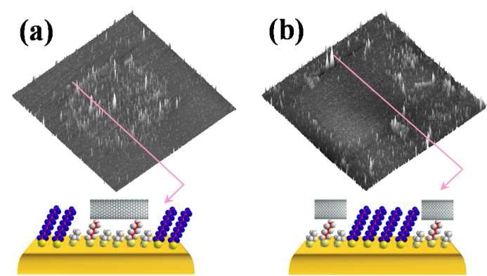 PDMS 스탬프를 이용해서 표면에 각각 길이가 다른 thiol 자기조립박막을 형성한 경우 dithiolate CNT의 선택적 흡착 확인